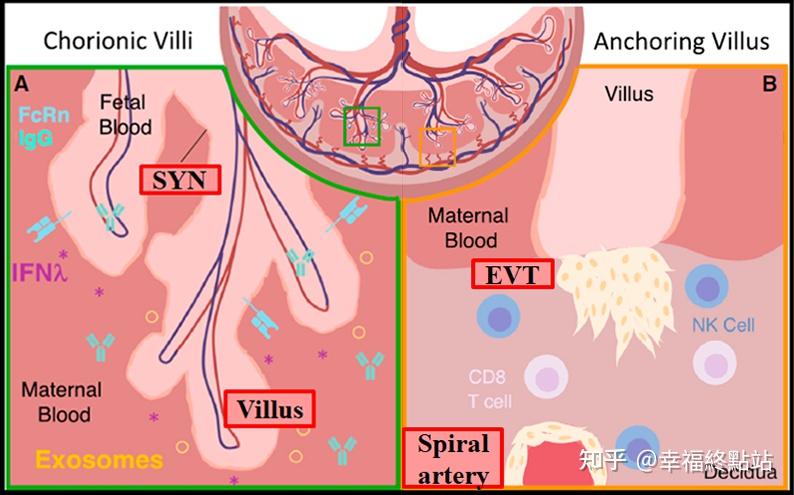 点,分别是绒毛以及绒毛外滋养层细胞的形成,首先是在绒毛 (villus)