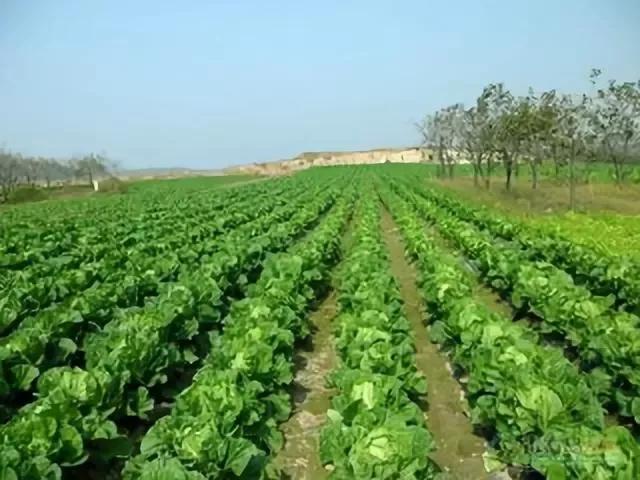 俗话说"萝卜白菜各有所爱",那今天意赛格生物跟您聊聊有关大白菜的