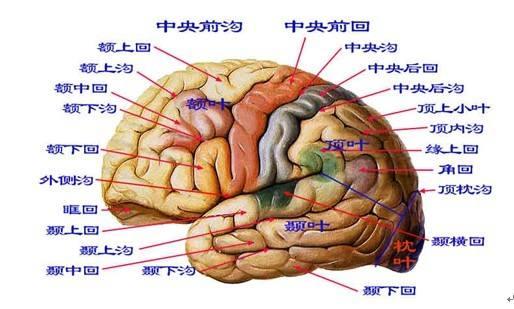 是在大脑皮层上,大脑皮层按照功能区别,可分额叶,顶叶,枕叶,颞叶.