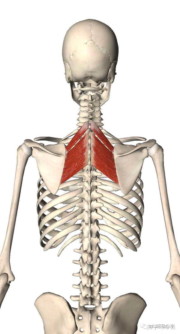 症状 菱形肌连接上背部的脊柱和肩胛骨内侧缘,其功能是内收肩胛骨
