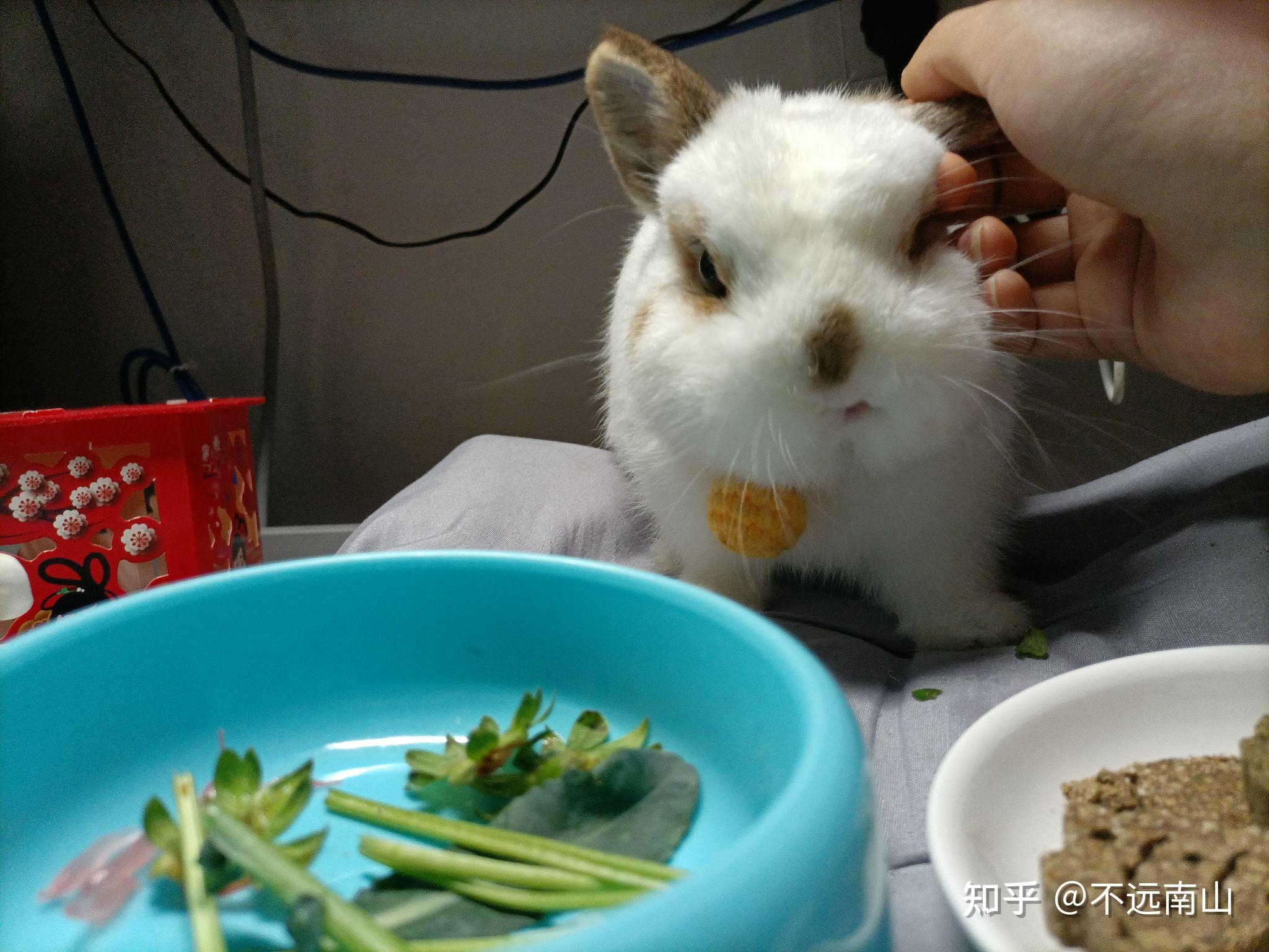 幼兔喂多少苜蓿草呀