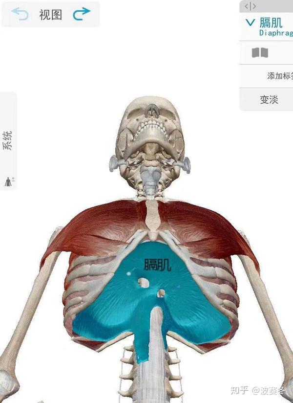 作用里其中就有一个作用用力吸气时抬高肋骨和肩胛骨固定式通过肋间