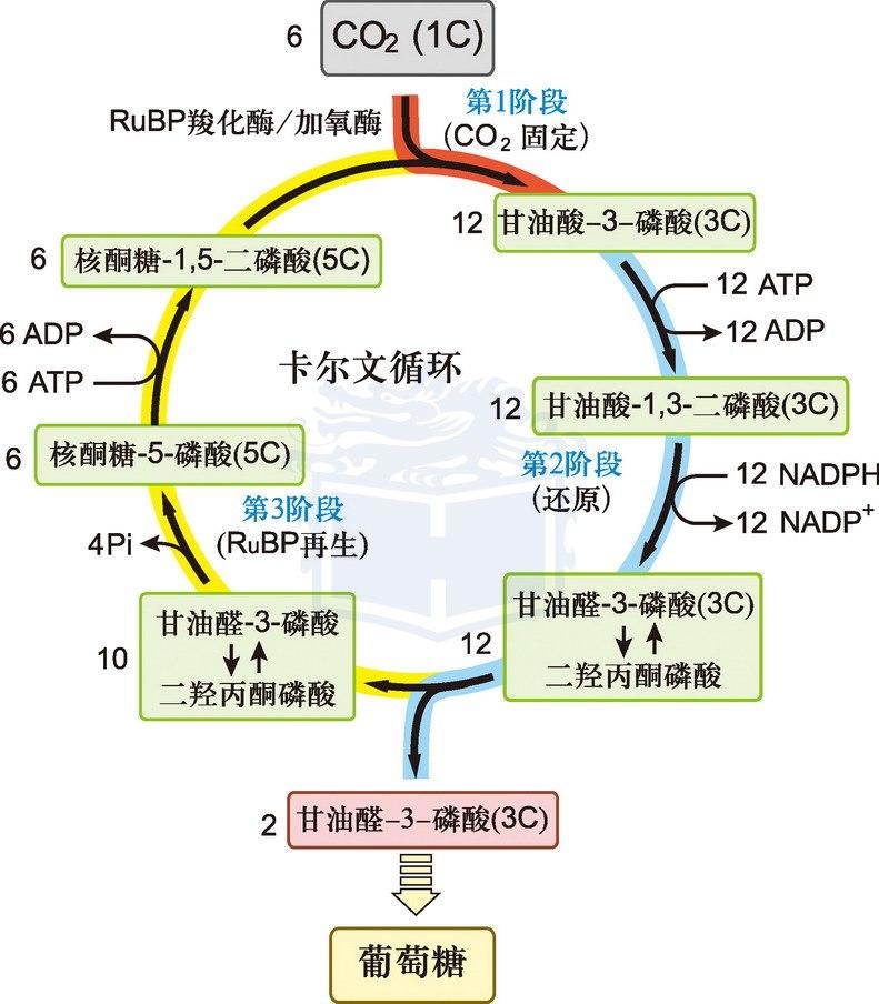 c3途径,又称卡尔文循环,最常见类型