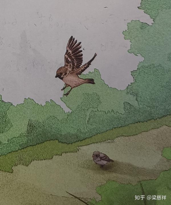 这插图中老麻雀的羽毛有"挓挲"吗?我看就没有.