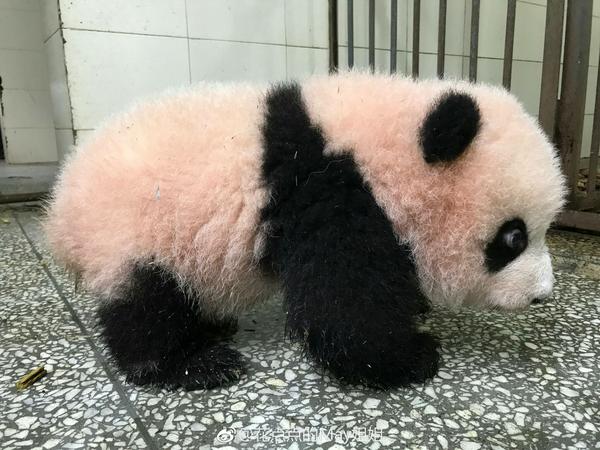 你有哪些收藏来反复看的大熊猫(giant panda 的图片?