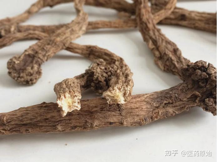 l.t.shen或川党参codonopsis tangshen oliv.的干燥根.