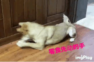 拥有一只柴犬是什么样的体验呢?