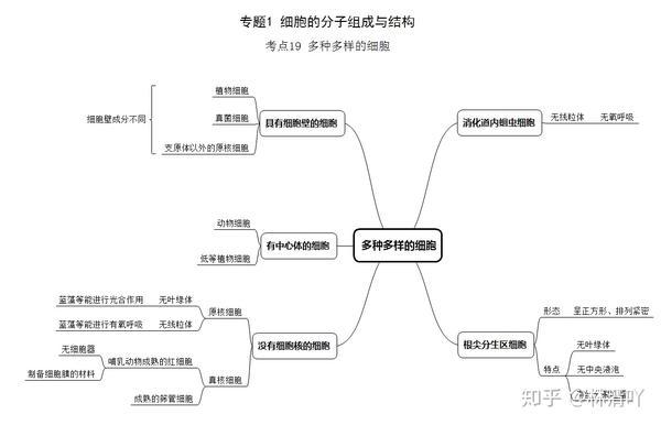 超全:75页高中生物思维导图(考点版),另附制作方法