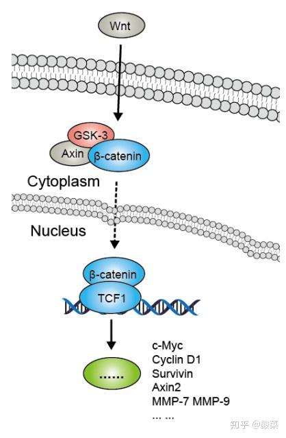 经典信号通路总结wnt信号通路