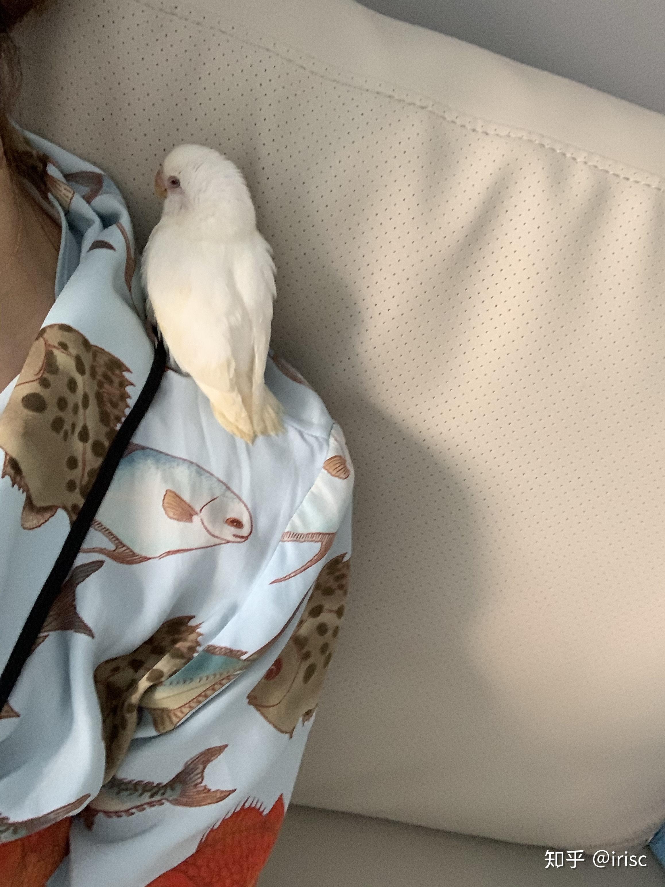 养牡丹鹦鹉的心理真的要强大可能一不小心就要养一个残疾儿终生