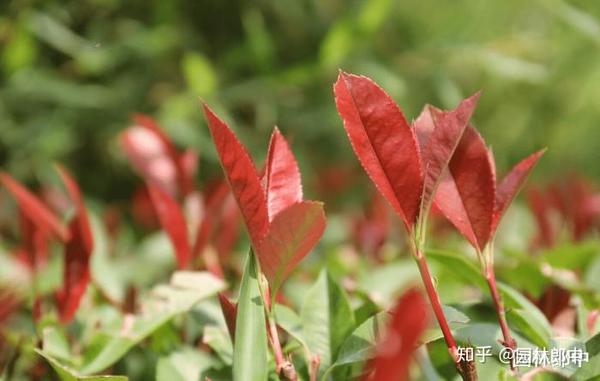 九月份,园林养护莫轻心,掌握这几点,让植物焕发新生机