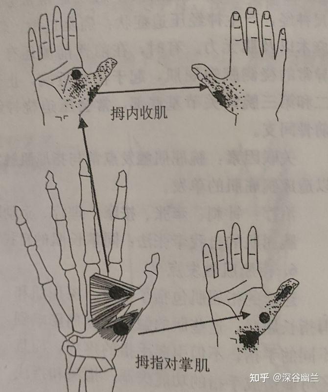 读书笔记拇指对掌肌和拇内收肌触发点