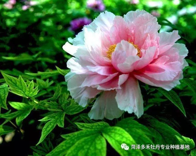 如何分辨观赏牡丹的品种?