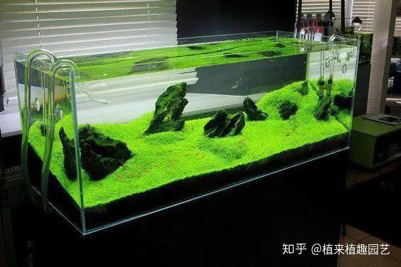 长沙植来植趣|ada风格草缸造景赏析