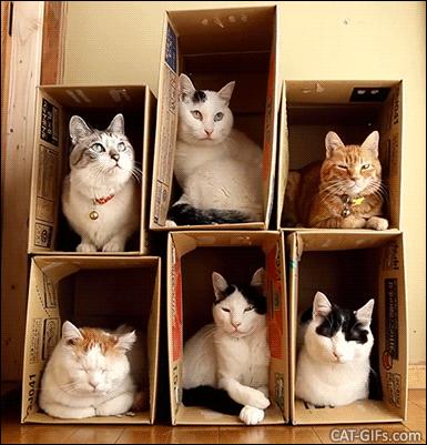 图自:cat-gifs