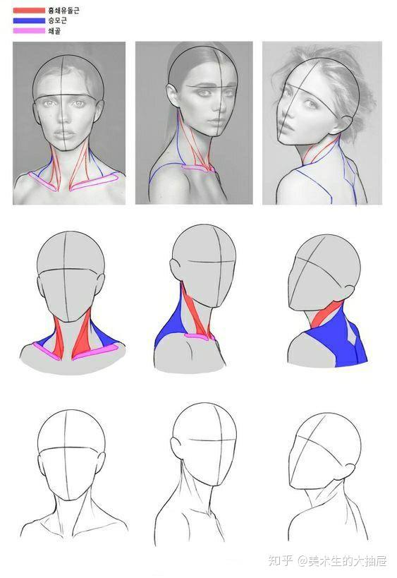 超强干货|搞定头颈肩的穿插关系,高分速写不是问题.
