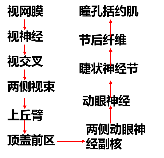 专辑神经系统神经传导通路怎么学④视觉传导通路和瞳孔对光反射