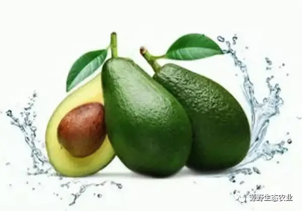 女人吃牛油果的好处