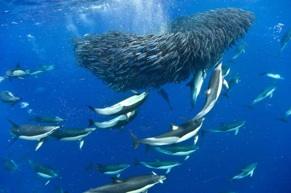 海豚配合捕食马鲛鱼