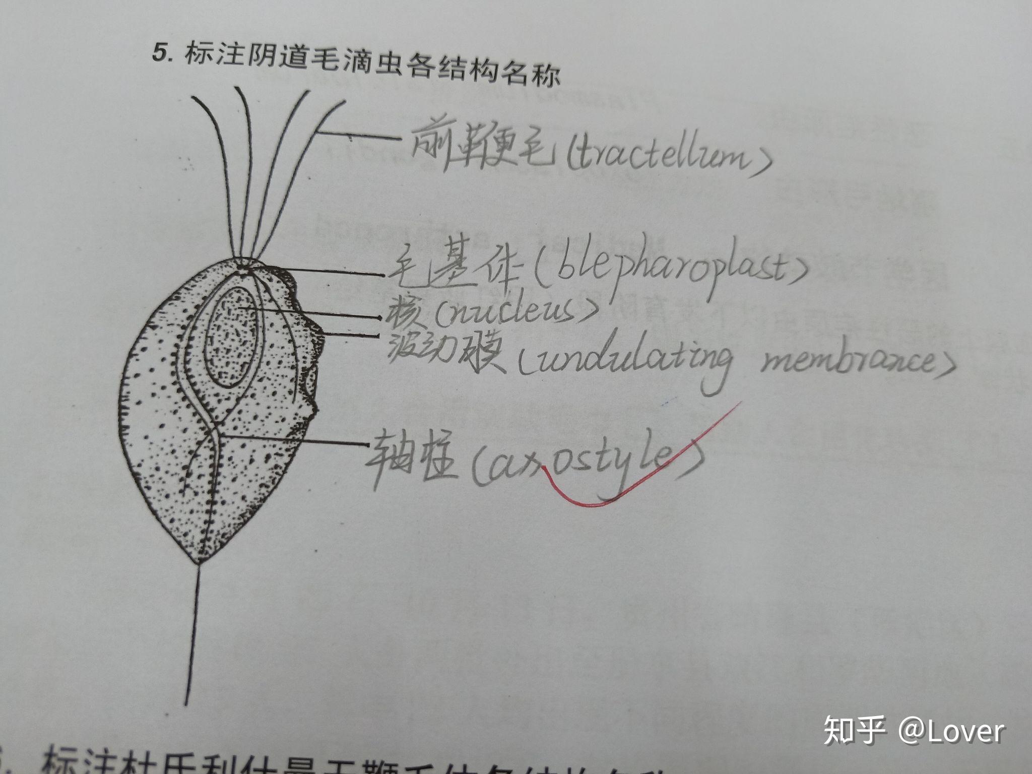 寄生虫绘图三