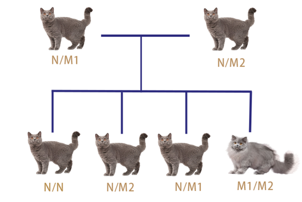 为什么猫咪有长短毛基因遗传规律