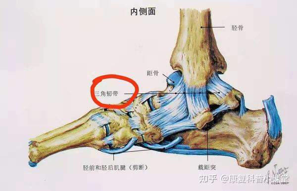 以上三条韧带均位于关节的外侧,细小而分散,易于损伤,有防止小腿位移