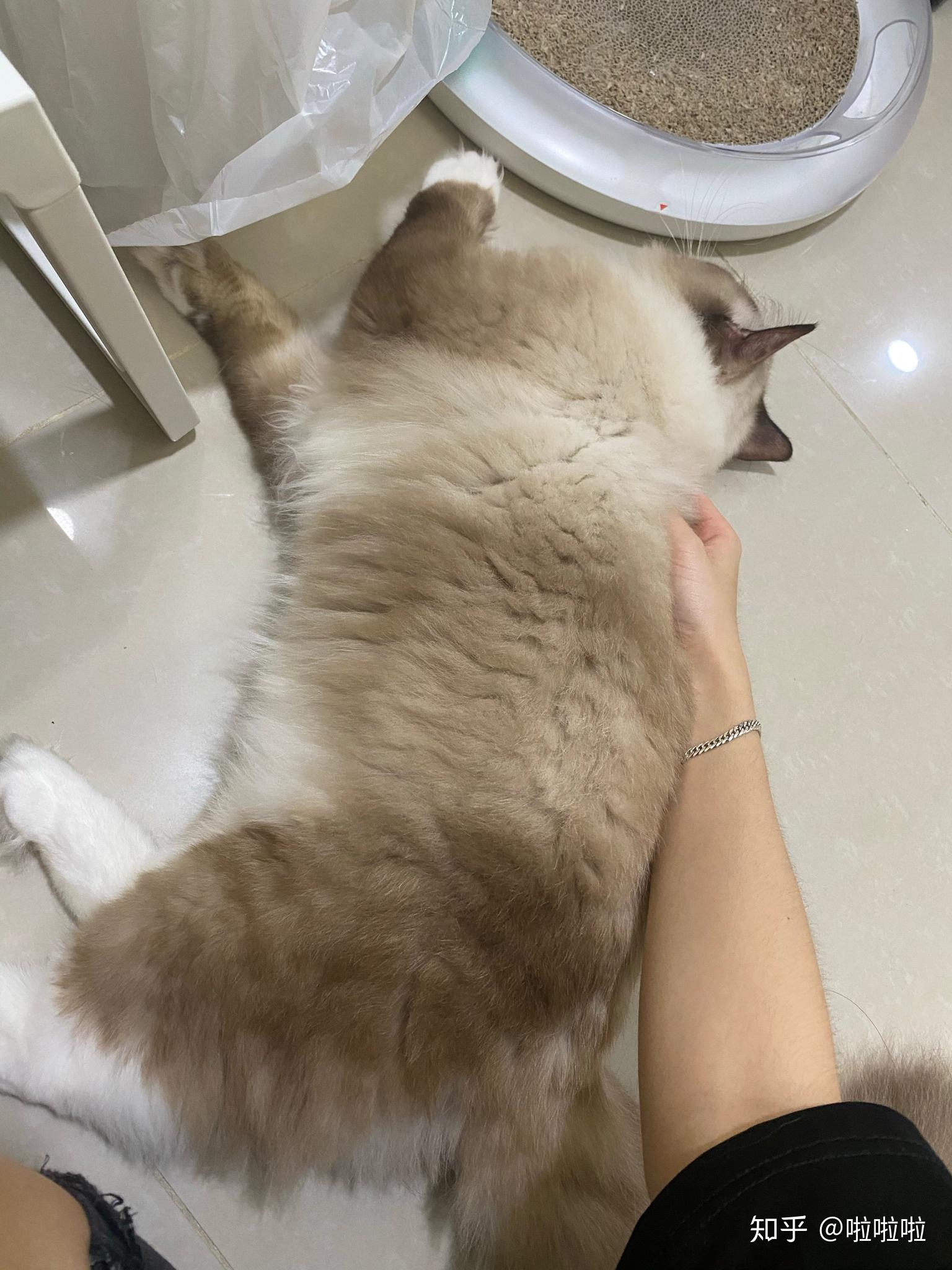 三个半月布偶猫一直软便吃go猫粮可以嘛