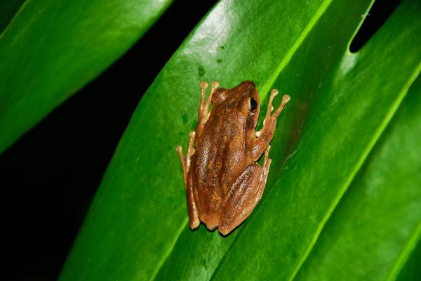 树蛙科 rhacophoridae  泛树蛙属  polypedates 布氏泛树蛙