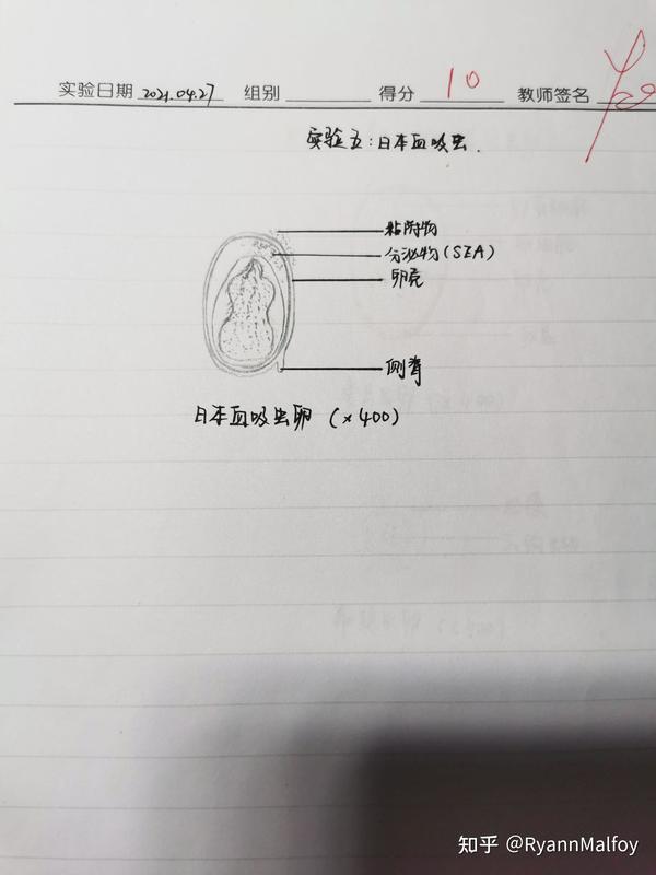 寄生虫手绘图 - 知乎