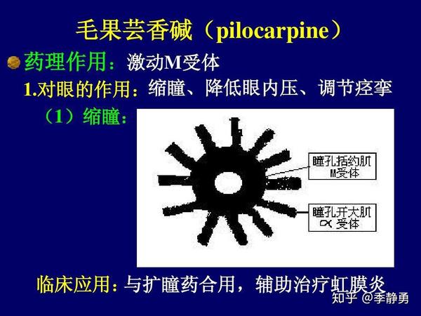 医药故事第18讲 眼压之降——m受体激动药毛果芸香碱的来历