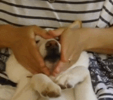 柴犬和柯基哪个好?