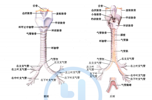 气管起自环状软骨下缘(约平第6颈椎),向下至胸骨角平面(约平第4胸椎体