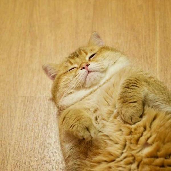 其实这张还好吧 蠢萌的胖猫而已 然后