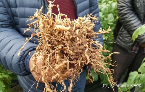 根结线虫怎么预防大棚根结线虫病防治方法线翘翘根结线虫如何预防