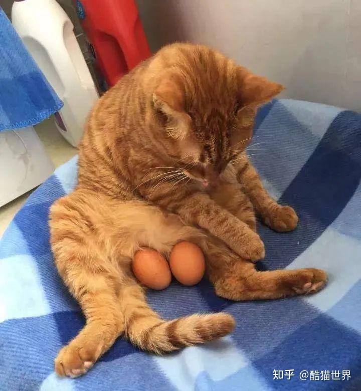 猫咪假蛋蛋创意赏析千奇百怪的猫蛋