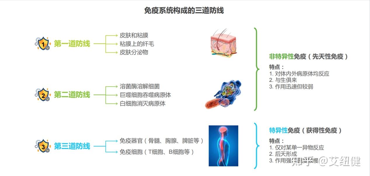 免疫系统是人体天然的防御机制,在对抗疾病和感染,调节炎症等方面发挥