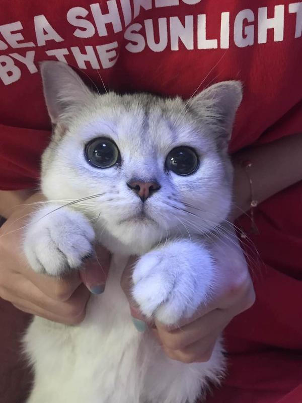 第一次养猫,想养一只英短银渐层,有什么建议吗?