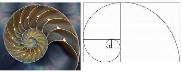 斐波那契螺旋(黄金螺旋)