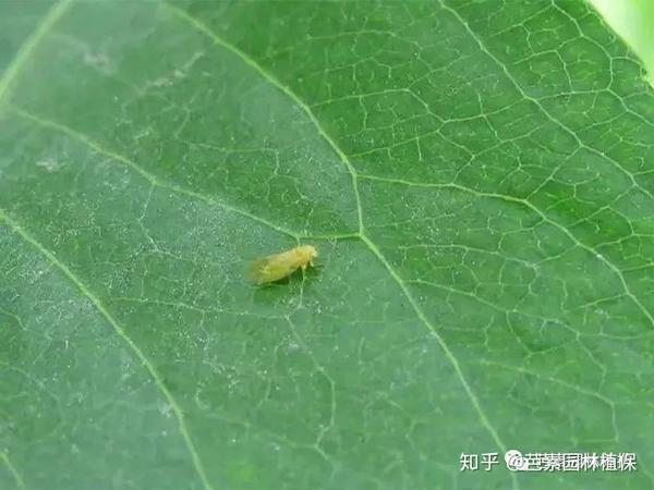 (图为梨木虱成虫)