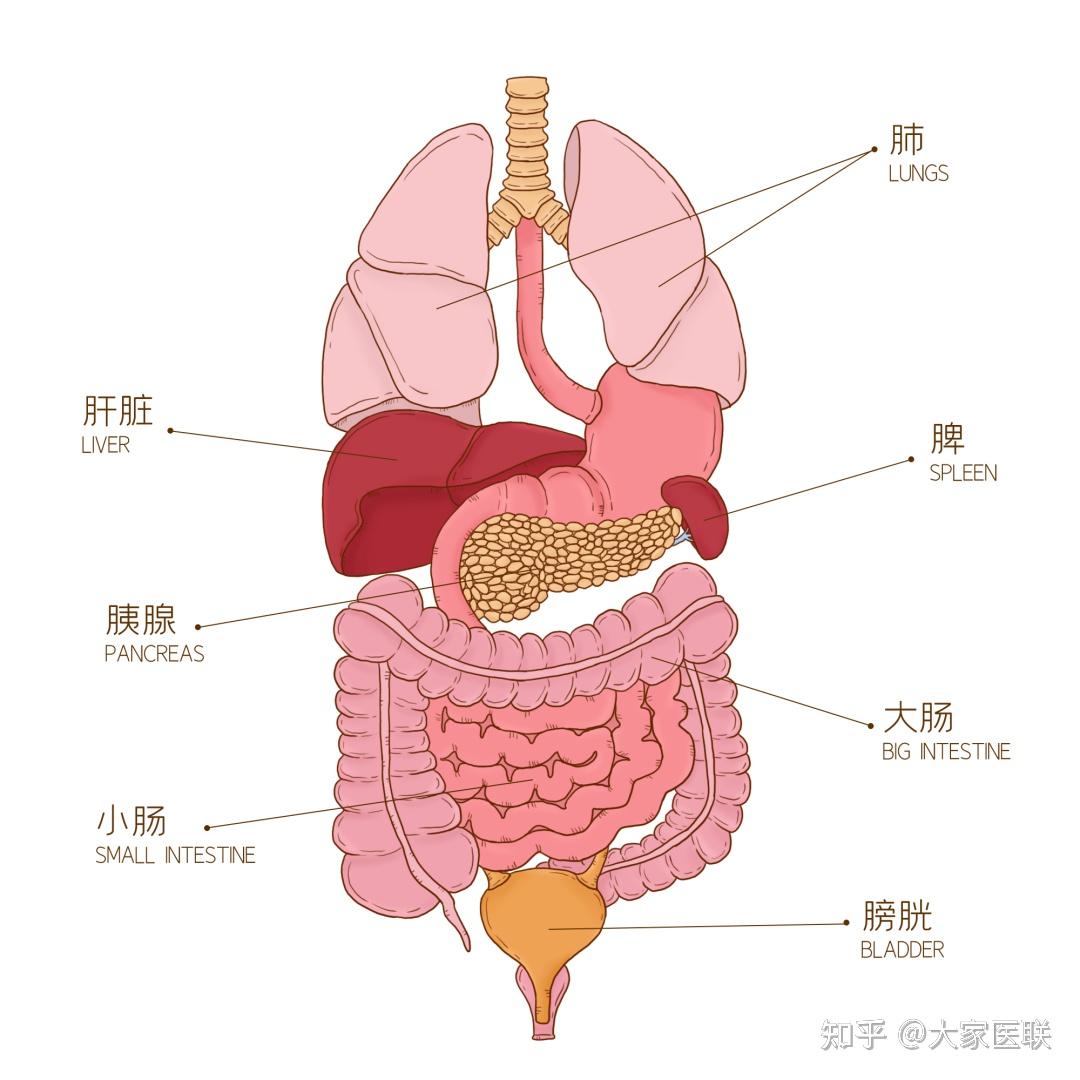 胰腺在腹腔内的解剖位置深,"隐居"于腹膜后,毗邻胃,十二指肠,脾脏