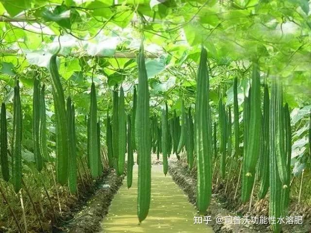 司普沃浅谈丝瓜种植技术与管理