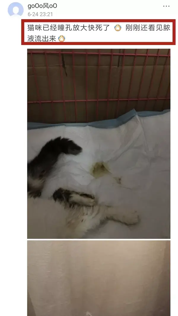 猫猫得了子宫蓄脓最好的办法就是文末的三个字