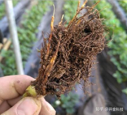 生物菌冲施肥能预防草莓烂根死棵吗