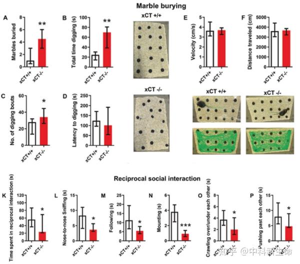 xct-小鼠与xct 小鼠大理石掩埋实验与社交行为评估分析