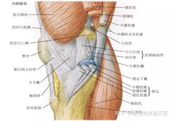 膝盖内侧痛,韧带,肌肉还是神经?