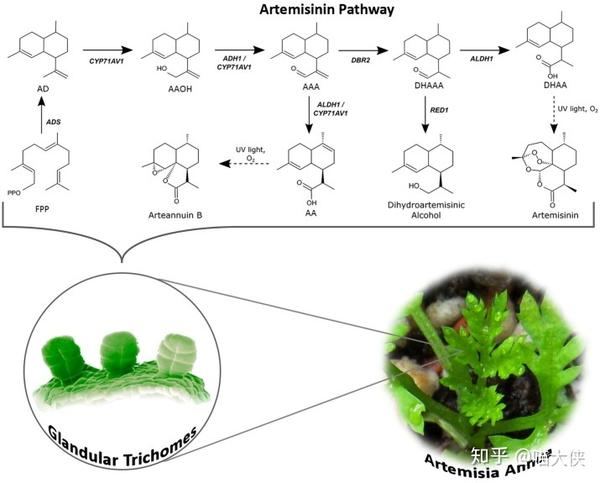 中药现代化策略浅析以青蒿素的生物合成为例下