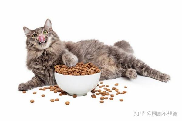 养猫,千万不要这样喂食,很容易伤害猫咪的肠胃