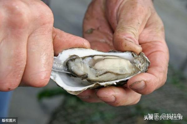 常见的10种贝类海鲜你认识几种很多人竟然都不认识它