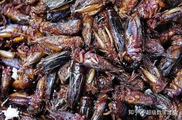 为什么会有蟑螂这种反人类的动物出现?