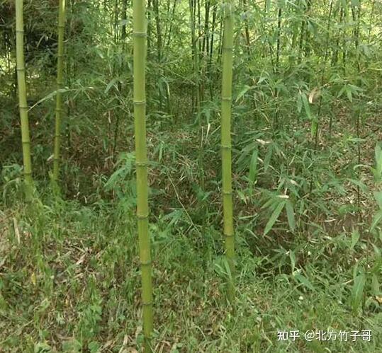 北方竹子哥竹子怎么种植存活率高竹子种植方法